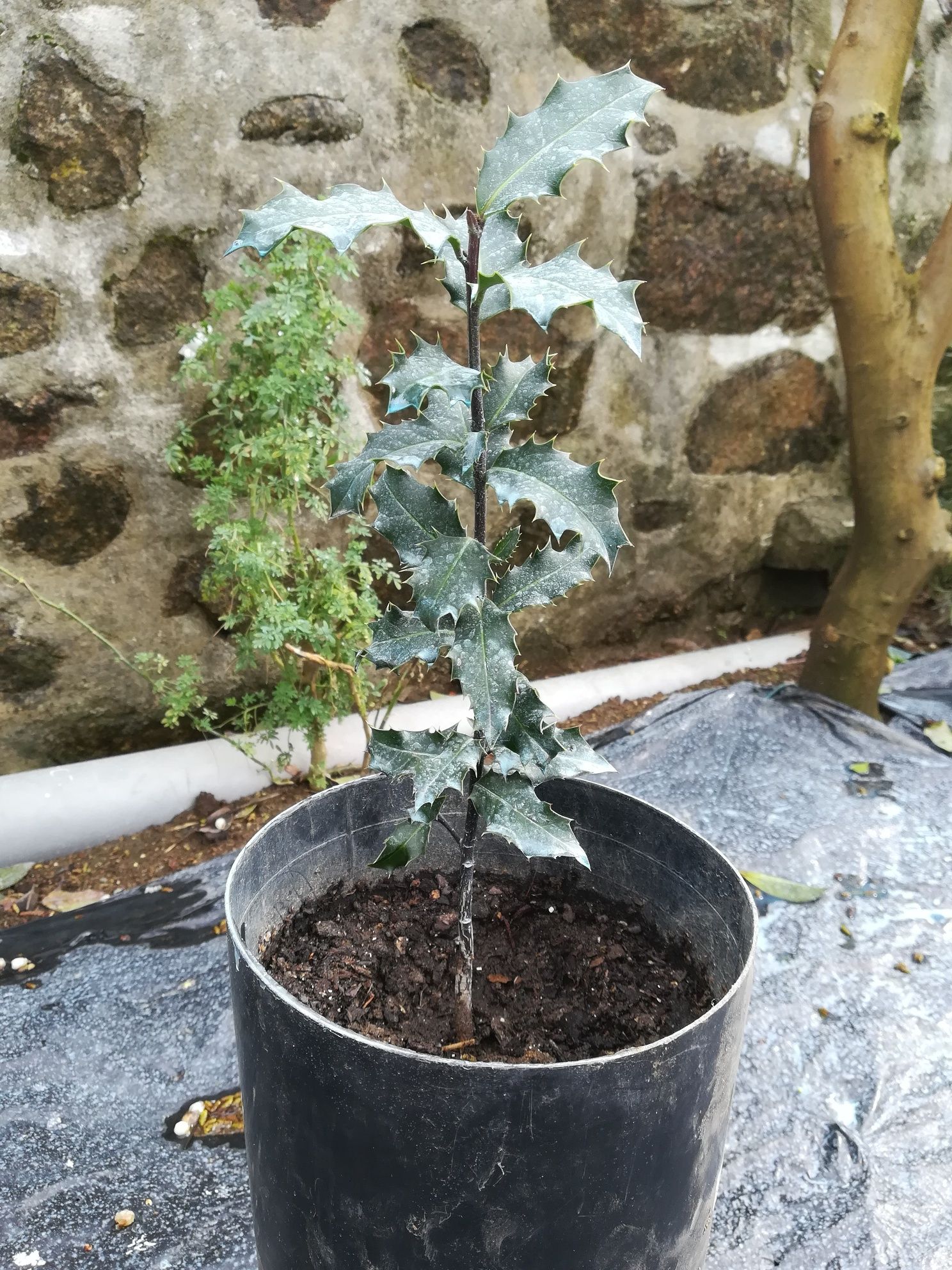 Plantas em vasos