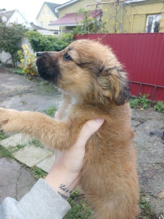 Щенки 3 месяца отдам в хорошие руки