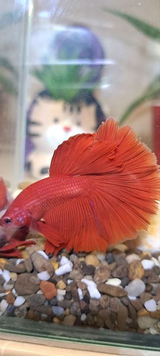 Повний акваріумний набір з рибкою Betta Півник - Супердельта