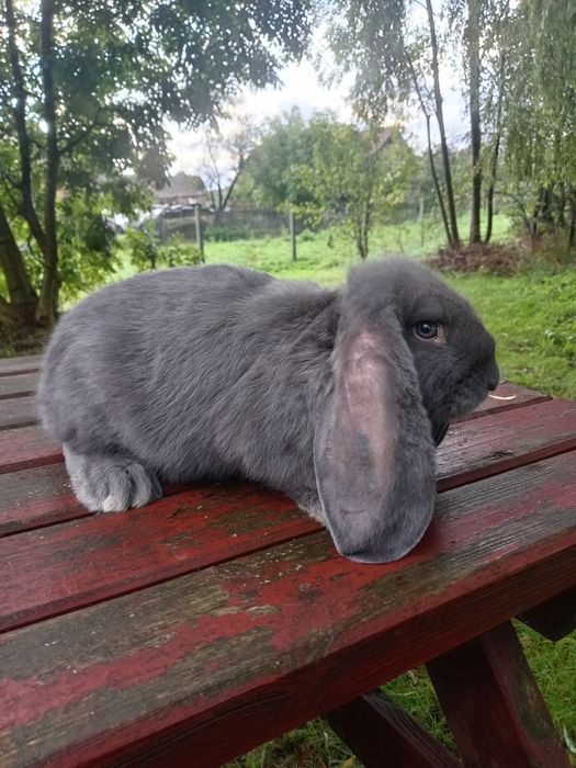 Baran francuski niebieski, samce, rodowód