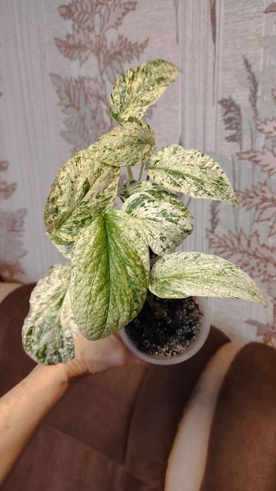 Філодендрон Gloriosum variegata, Amydrium zippilanum variegata, Білліт