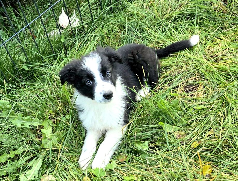 Pieska Border Collie