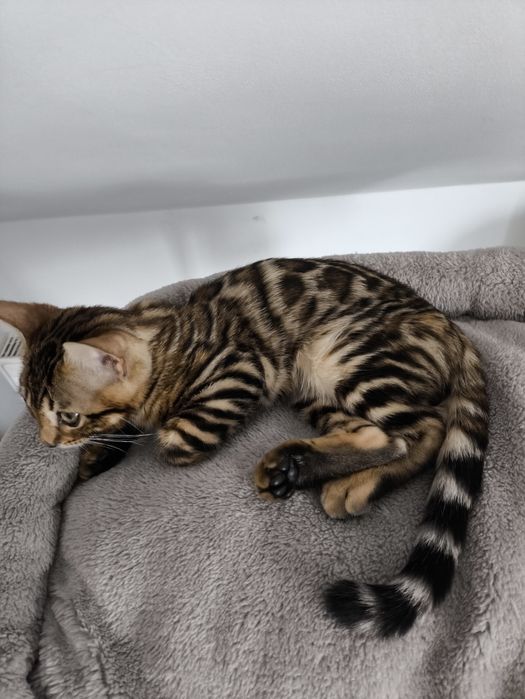 Kotek bengalski.