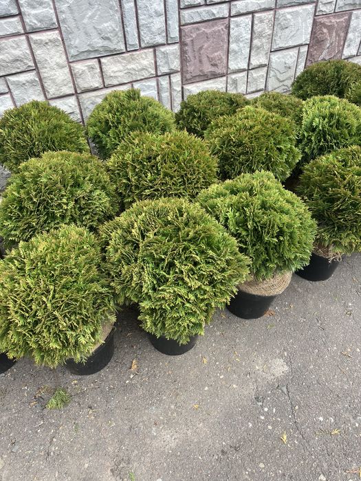 Туї, штамбові рослини, кипариси