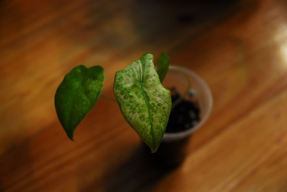 Alocasia Macrorrhiza Splash