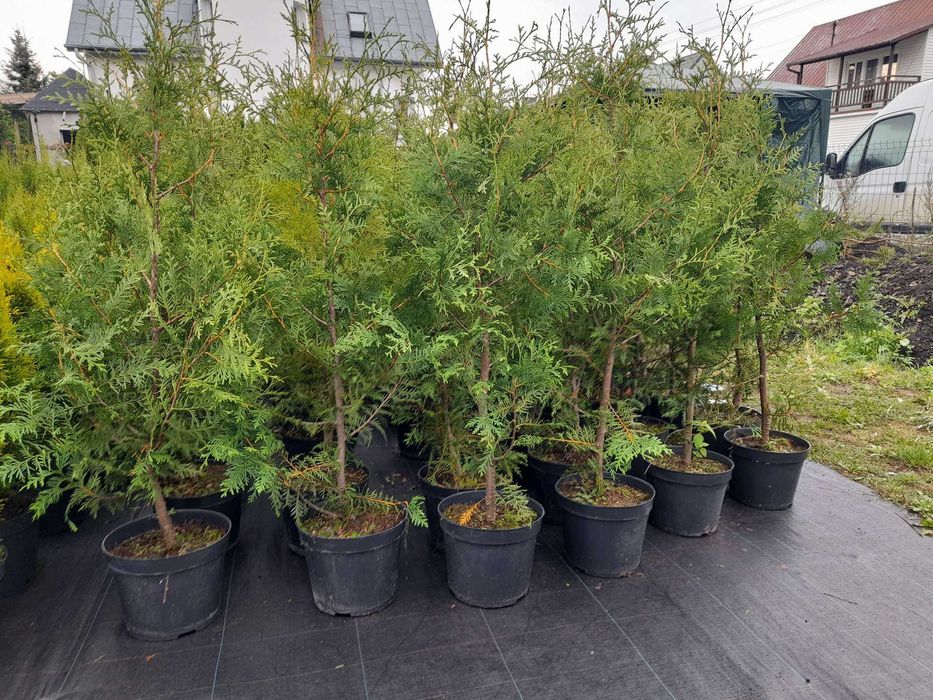 Tuja Brabant 160-180 cm w Donicy 100% przyjec Zywoplot zahartowana