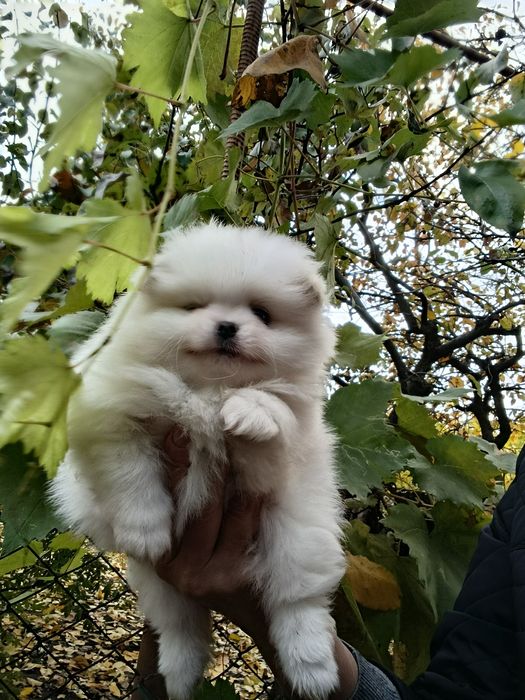 Продамо Щенков Шпица