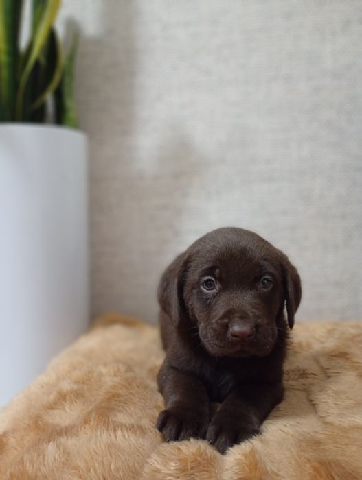 Mam na sprzedanie śliczne labladory