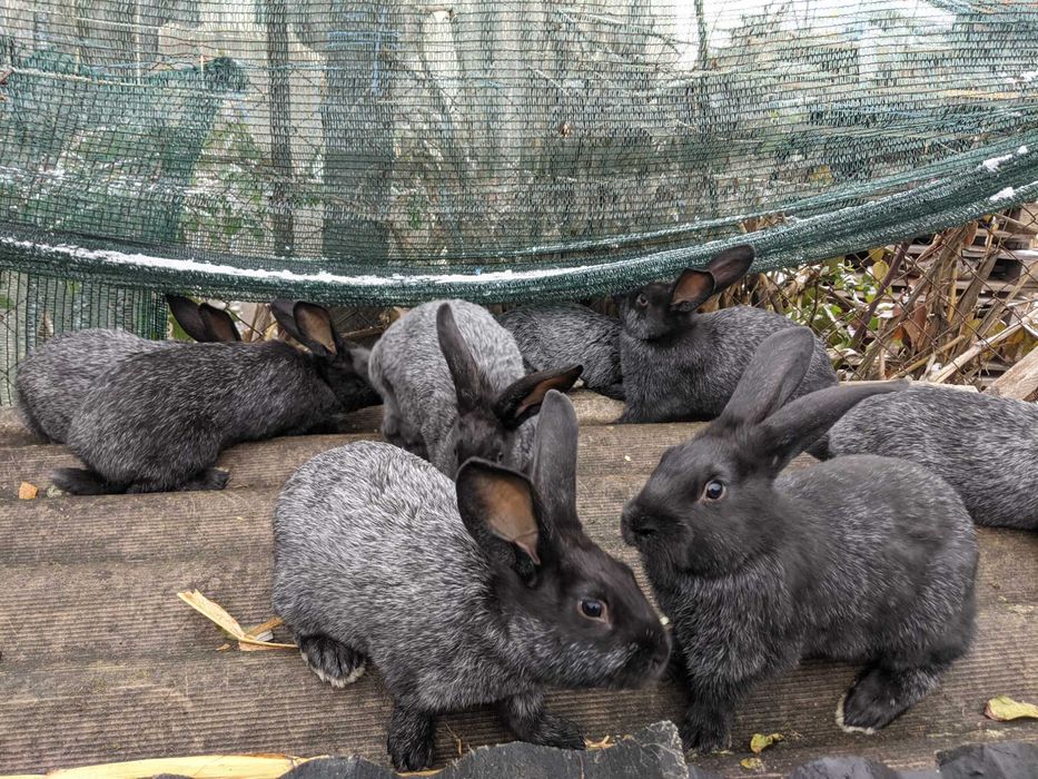 Кролики молодняк Полтавське срібло вагові
