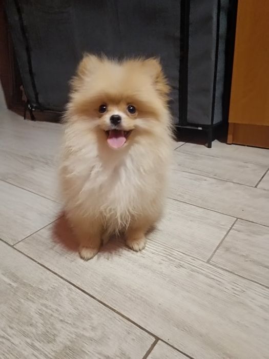 Pomeranian suczka