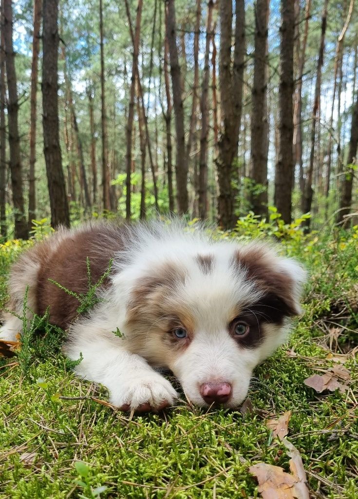 Border Collie piesek czekoladowy tricolor badania