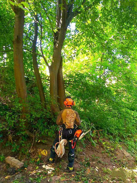 Спил дерев. Не дорого, якісно та швидко