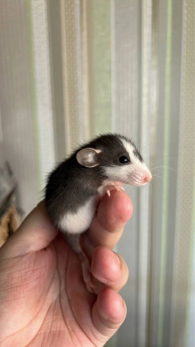 Пепельные и рыженькие Кролики Карликовые