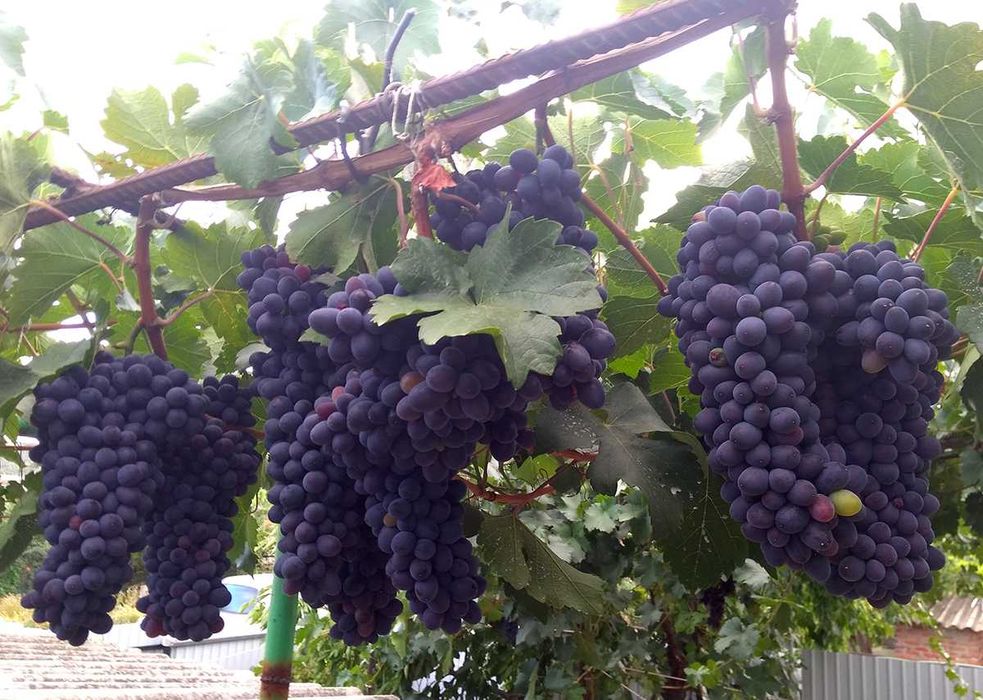 Садженці та живці (черенки) винограду