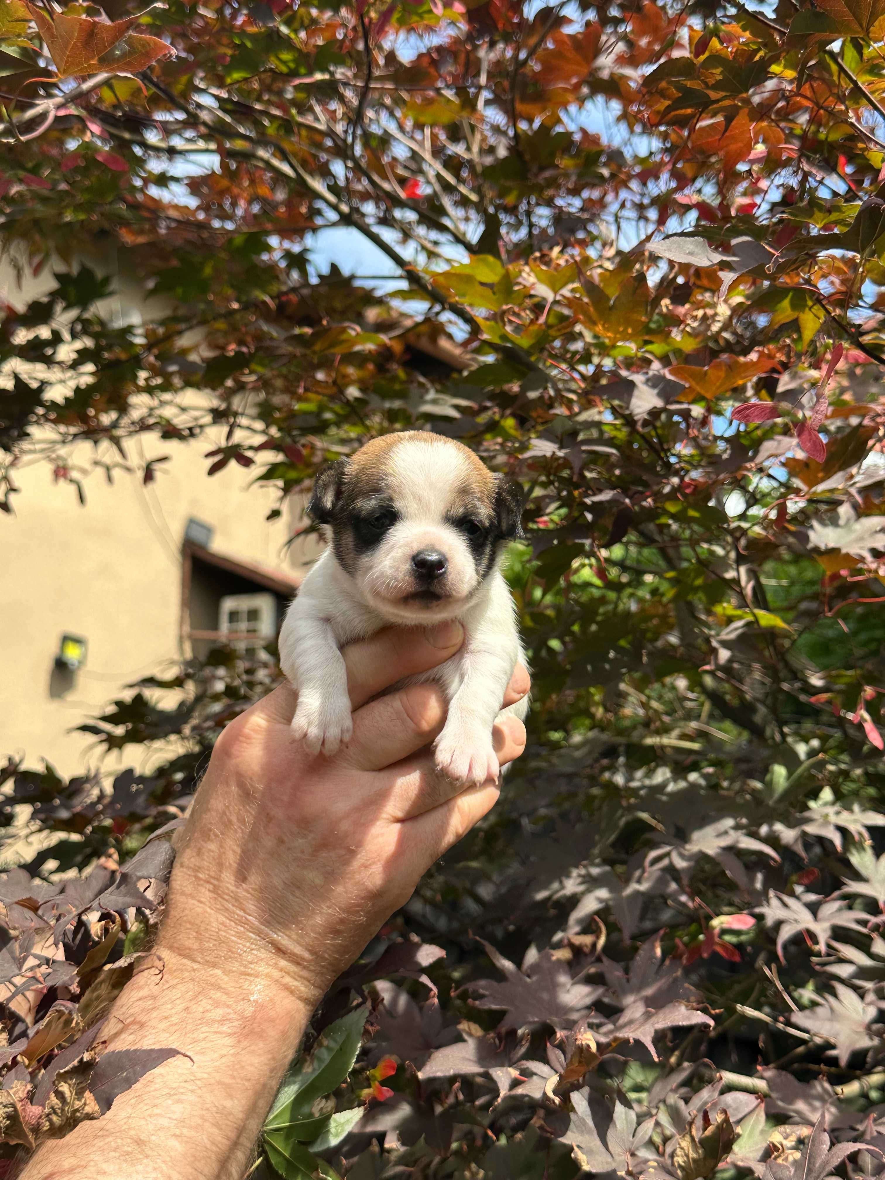 Chihuahua piesek  Zarezerwowany