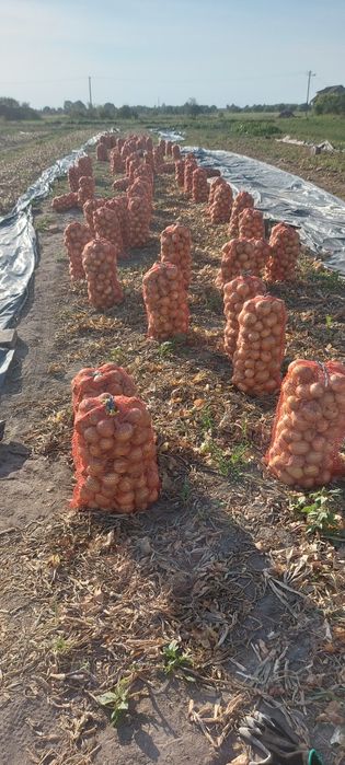 Продам цибулю на зберігання