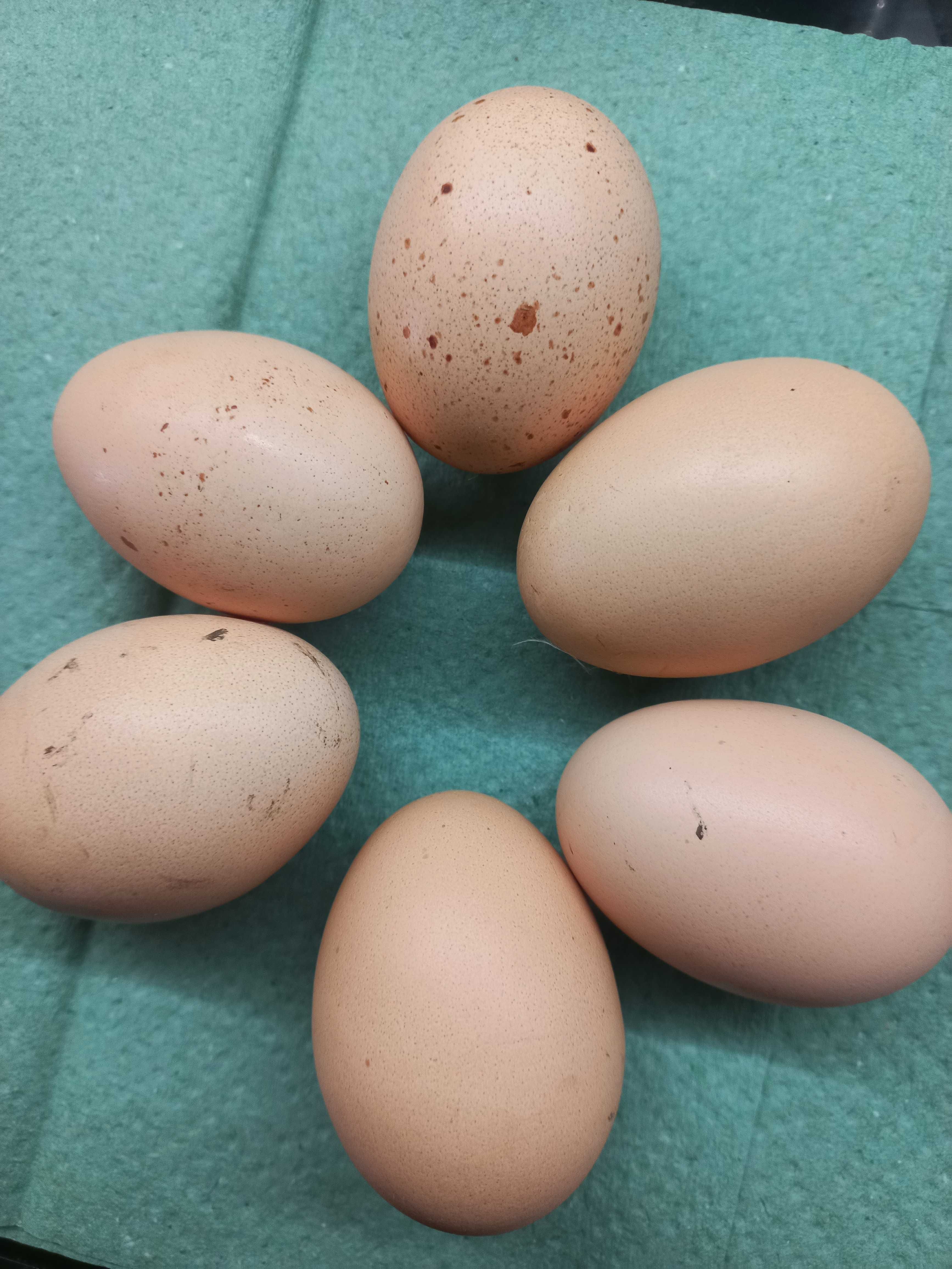 Продам інкубаційні яйця кури брама