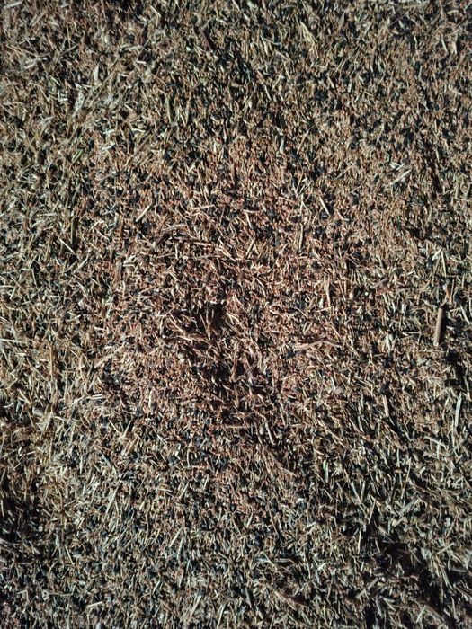 Продам Пшеницу (Отход)