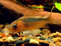 Tarlaki Kirysy Kirysek Zygatus ( Rdzawy Corydoras rabauti )kirysek