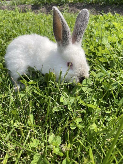 Króliki kalifornijskie