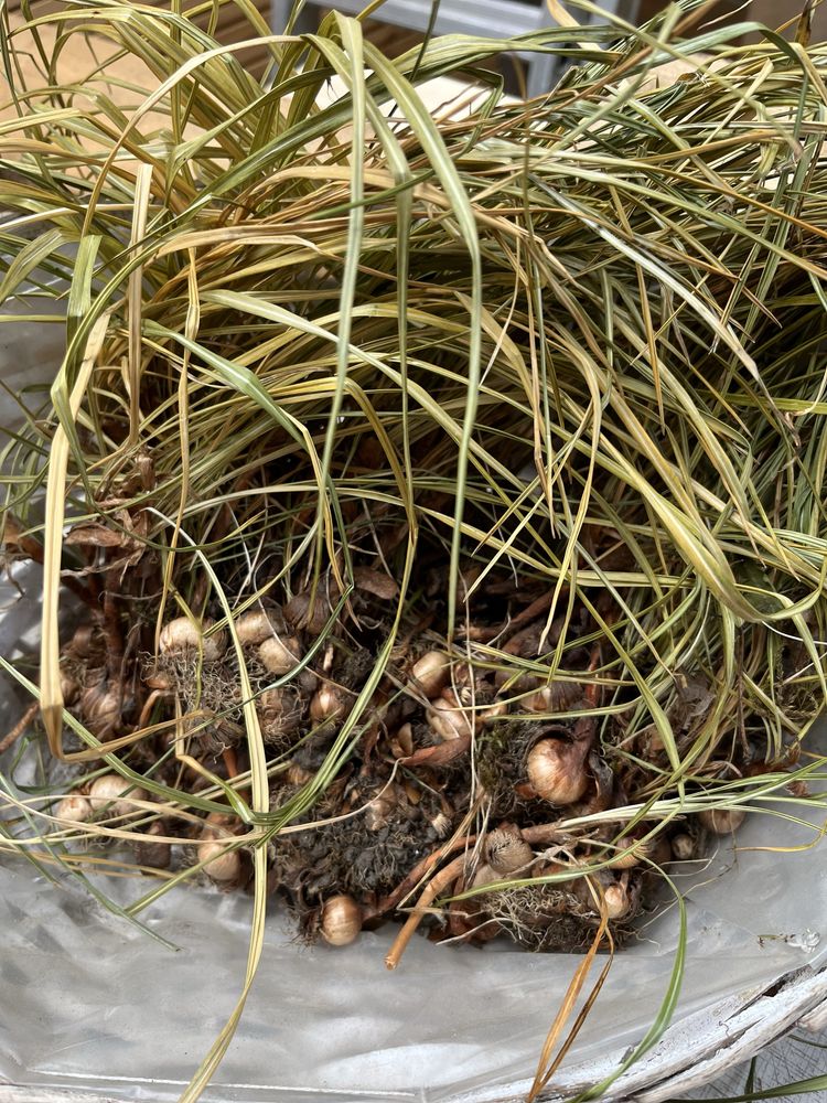Cebulki krokusów mix kolorów