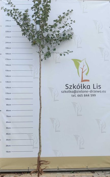 Głóg Paul Scarlett Scarlet