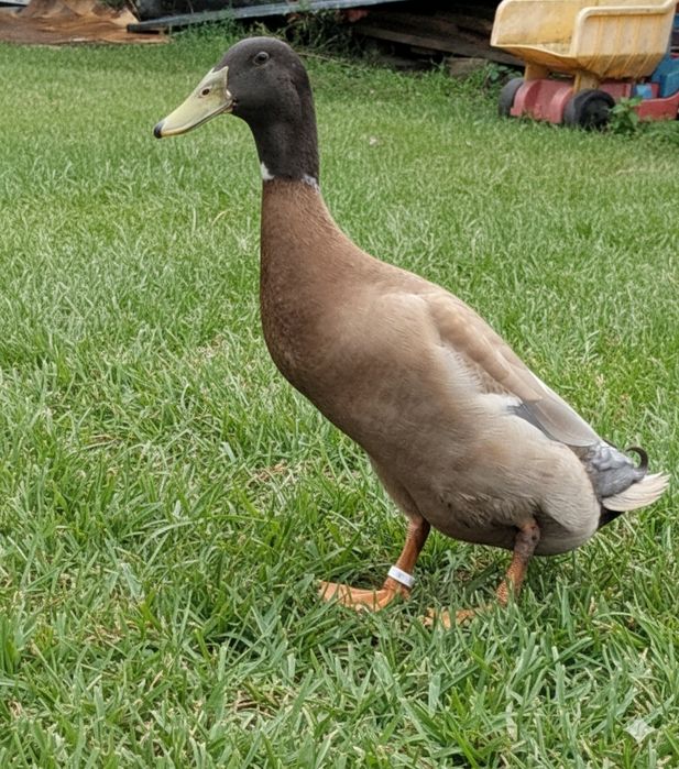 Koguty, kaczory młode