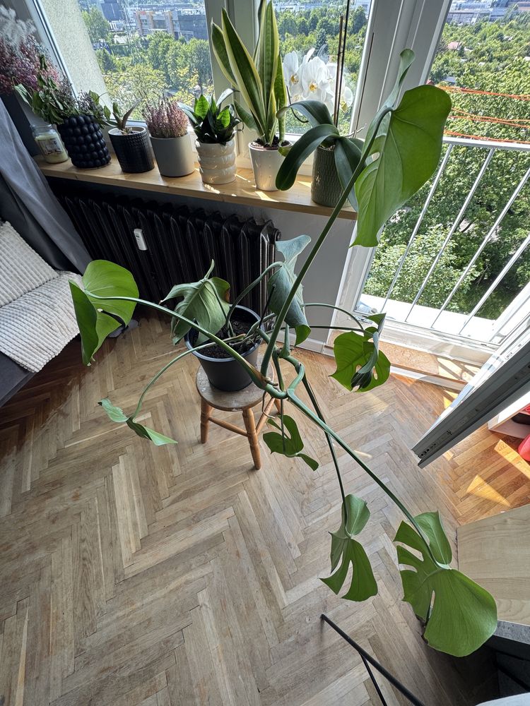 Roślina Monstera