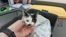 Gatinho para adopção urgente
