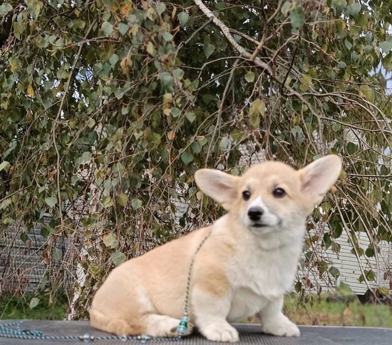 Śliczny chłopczyk Welsh Corgi Pembroke