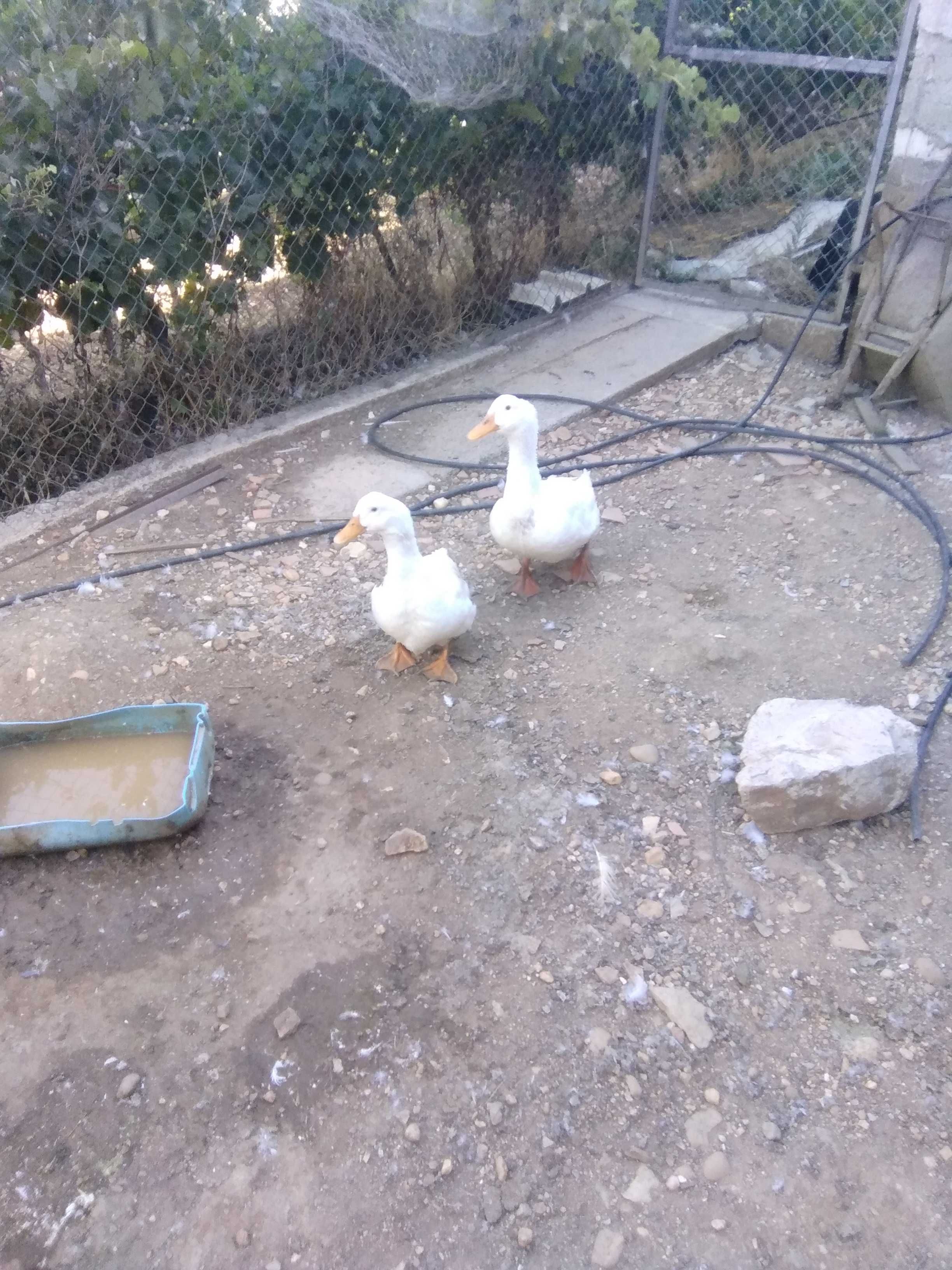 Vendo patos de Rouen