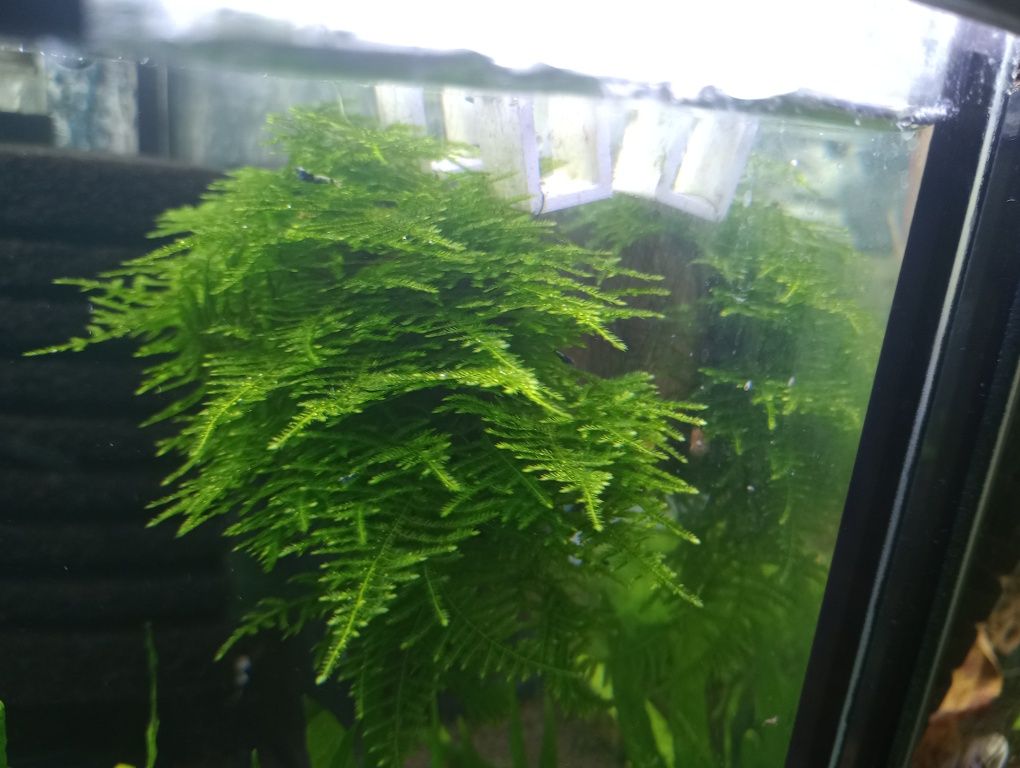 Mech Java Moss  do akwarium !