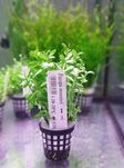 Bacopa monnieri Bakopa drobnolistna KOSZYK XXL