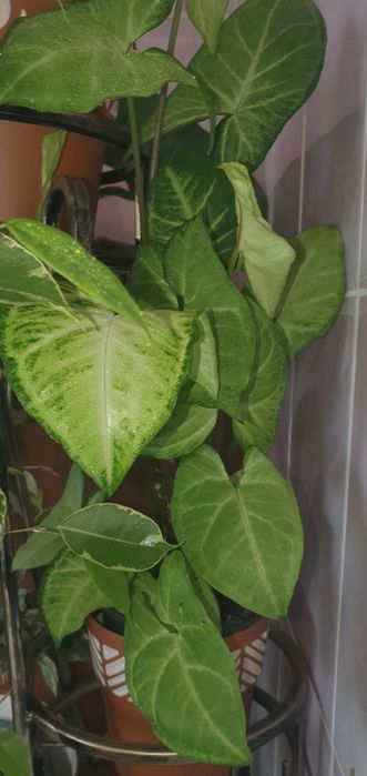 Свіжозрізи Фікус Сингоніум