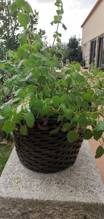 Plantas de incenso (bastardo),  mirra e ouro