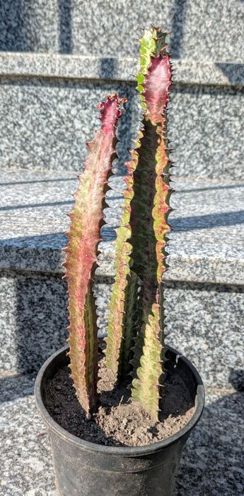 Plantas , catos, suculentas, protea, leucadendro