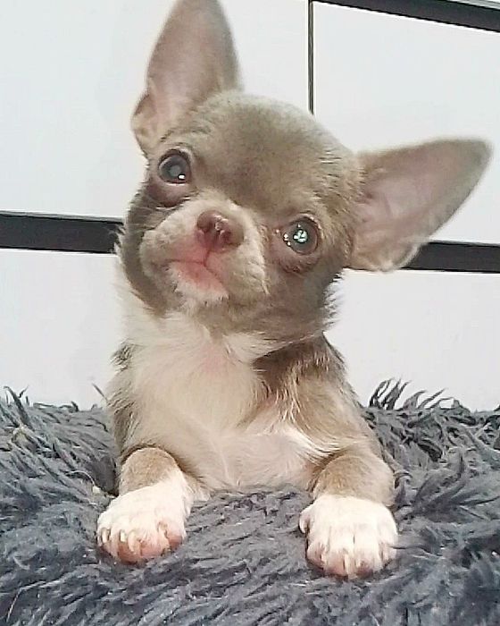 Лиловая девочка чихуахуа