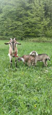 Koza anglonubijska z dwoma córkami
