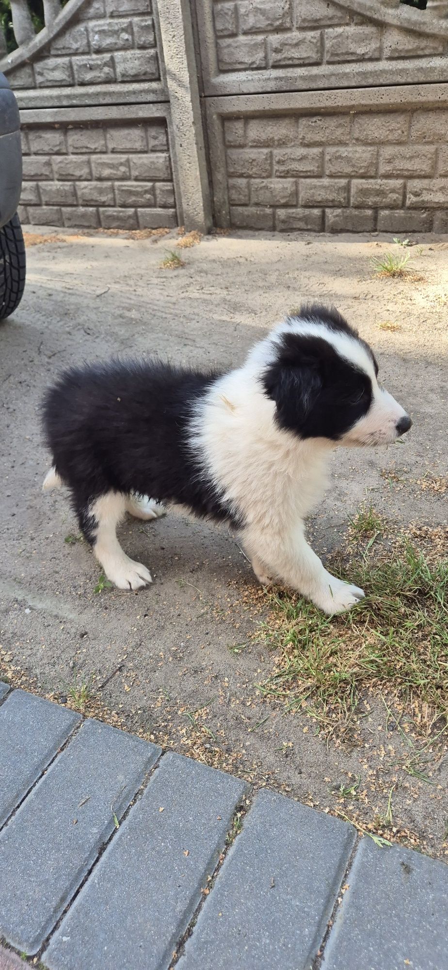 Piesek Border Collie