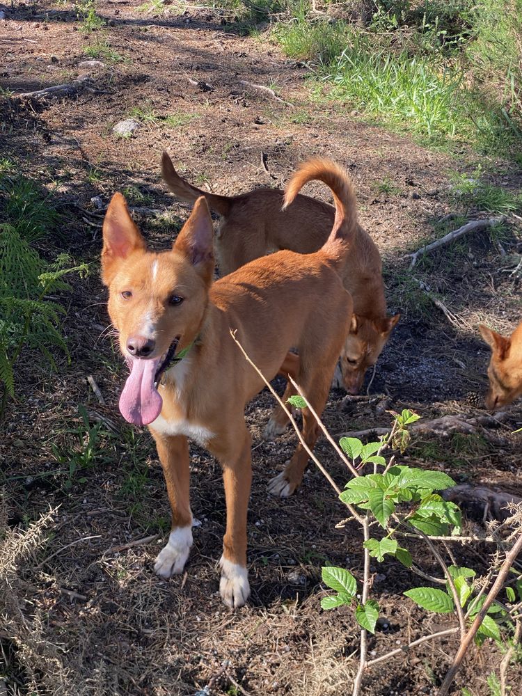 Cachorros podengos para adoçao