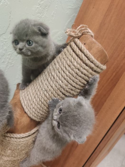 Шотландські кошенята