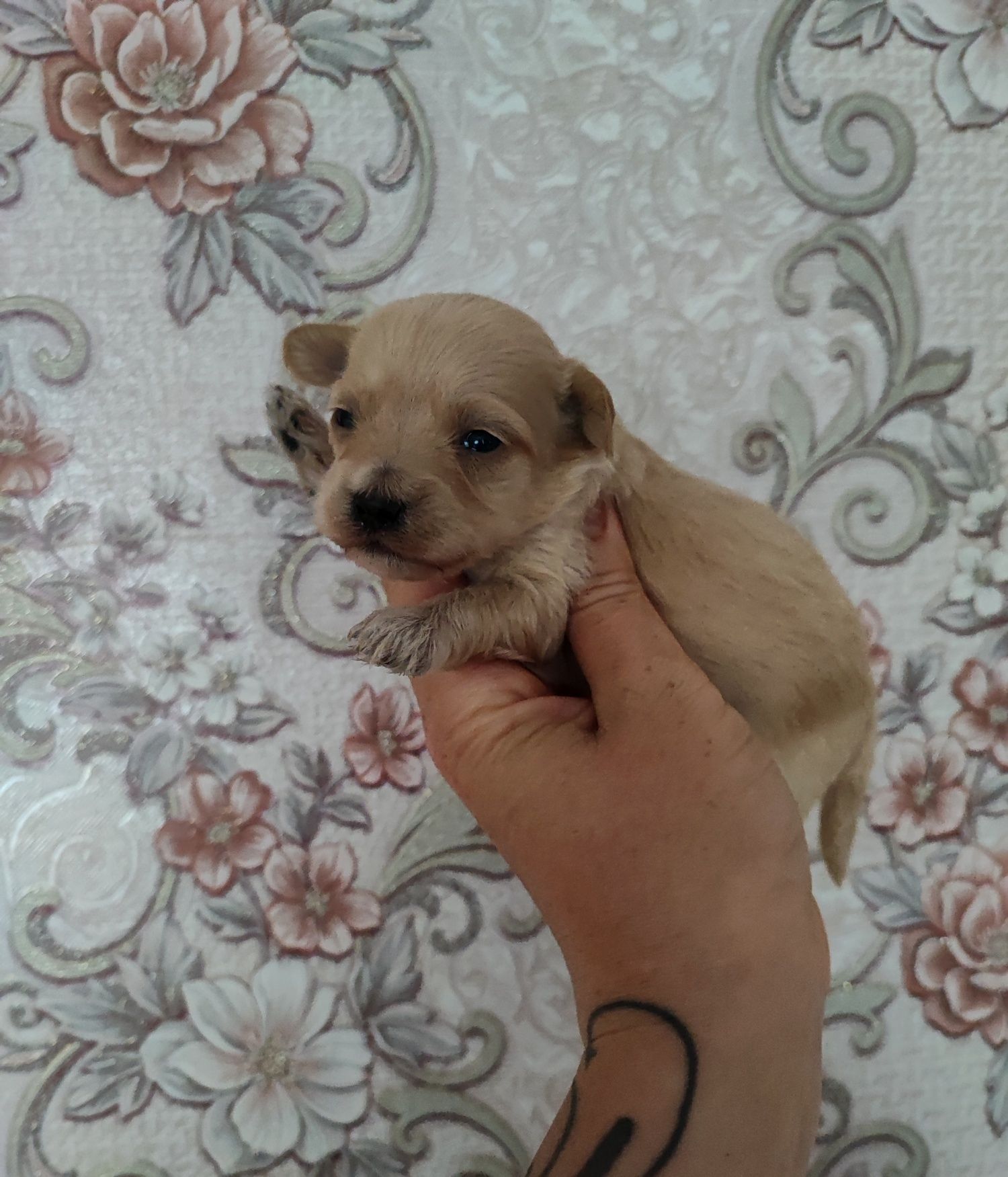 Maltipoo suczka  do rezerwacji