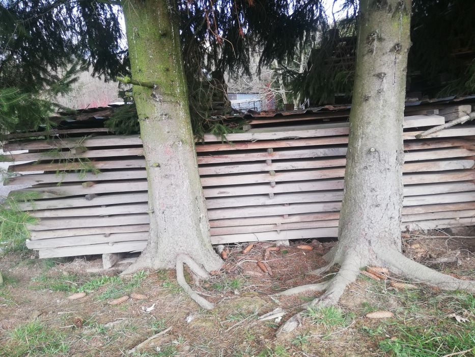 Foszty buk sezonowany