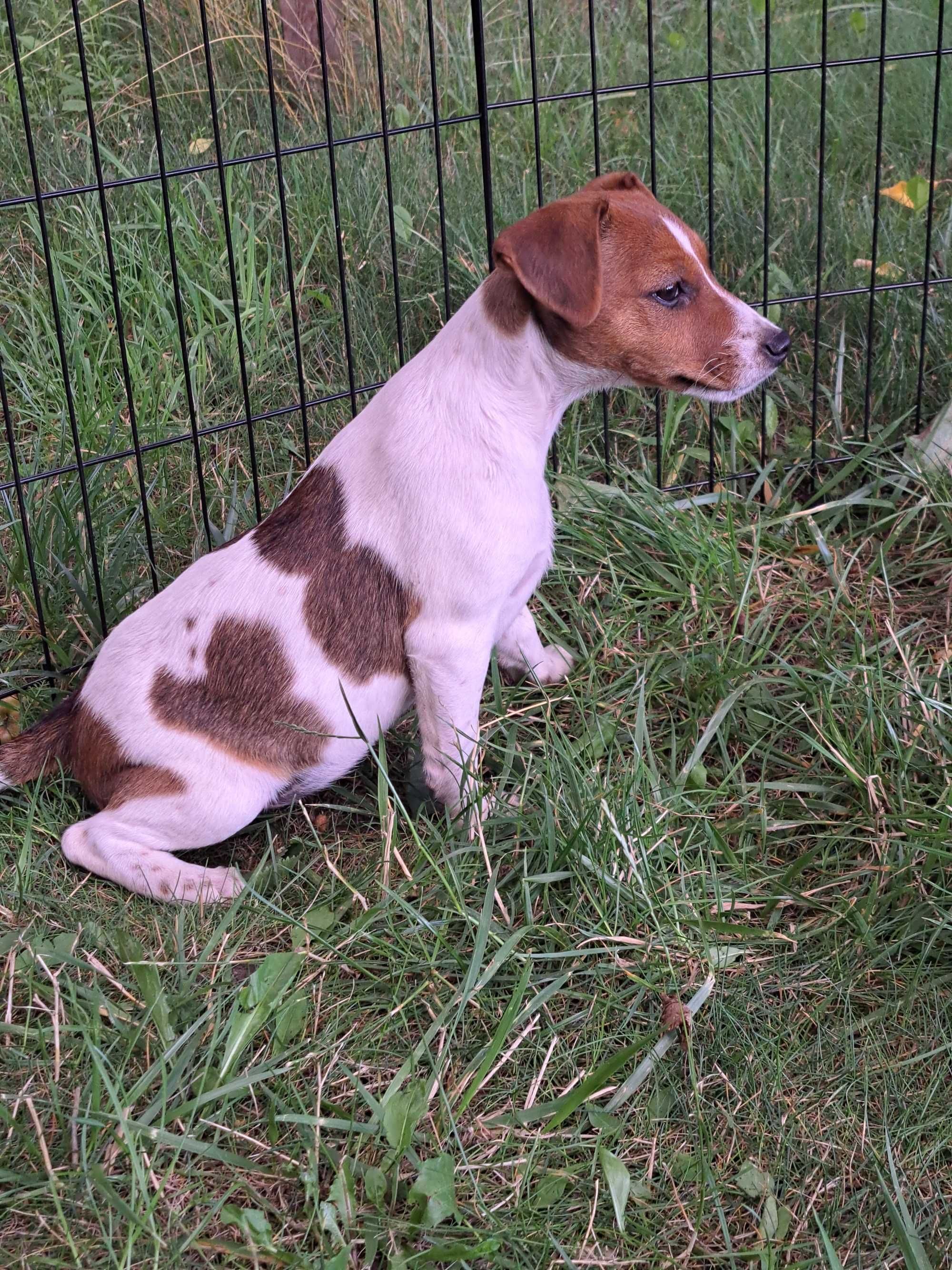 Jack Russell Terrier suczka rodowód