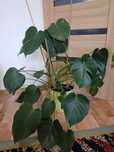 Monstera Sansewieria Syngonium Dracena  Philodendron