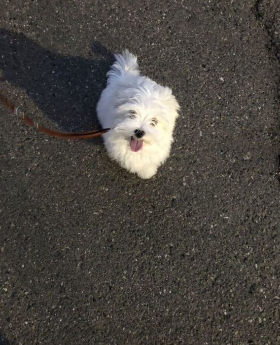 Maltańczyk Bez wad genetycznych