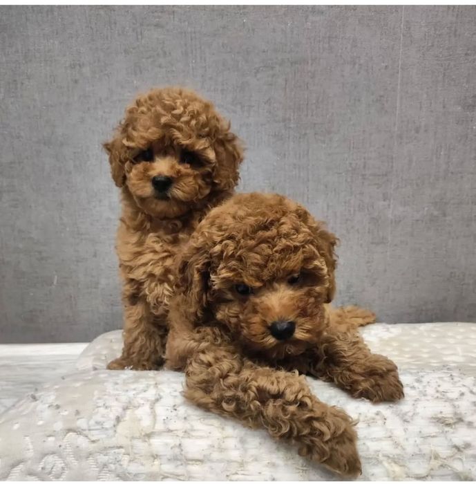 Той пудель Ред браун хлопчик і дівчинка