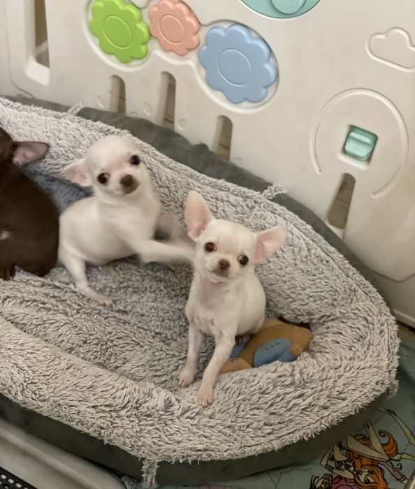 Хлопчик горлбчик