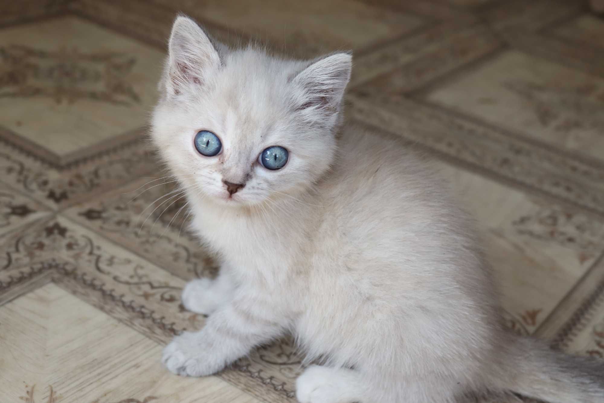Шотландські плюшеві кошенята