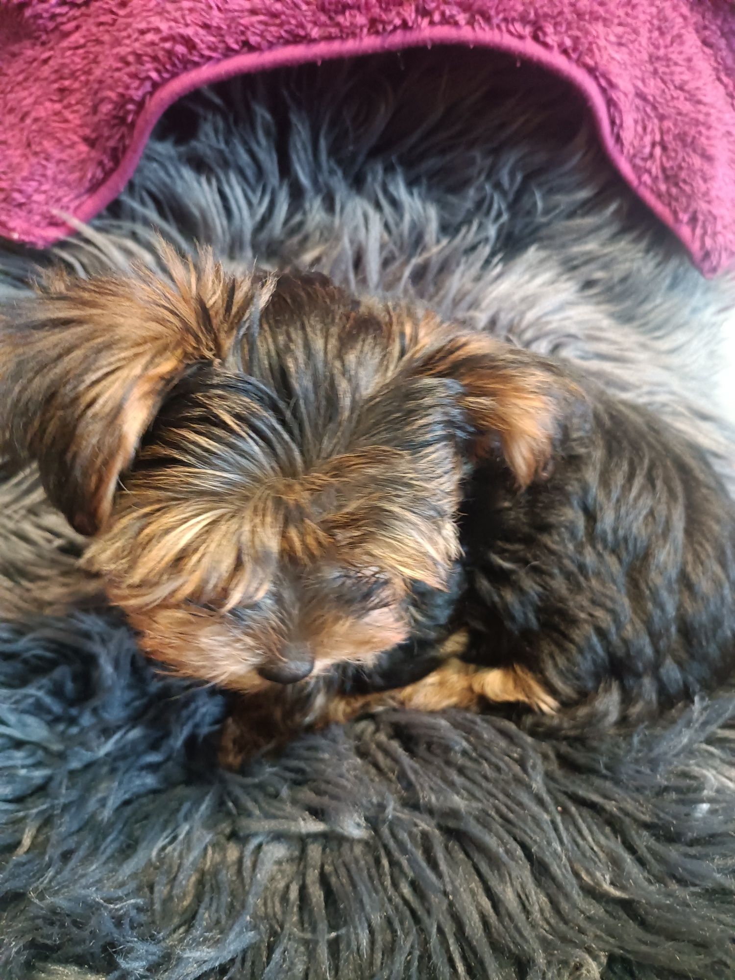 Sprzedam pieska Yorkshire terrier